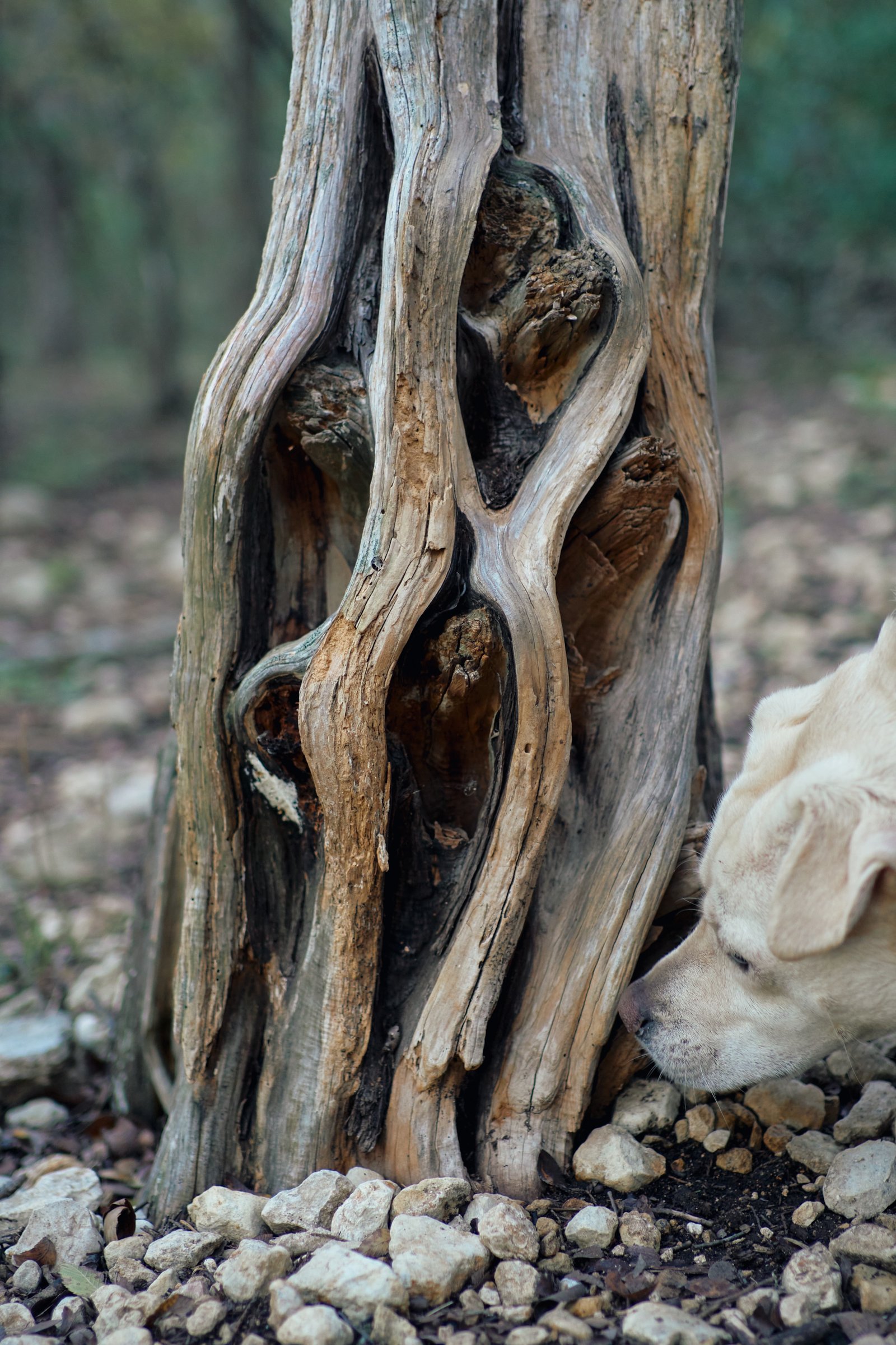 A knotted stump sits in a forest. My medium sized dog with white fur sniffs inquisitively at its base.